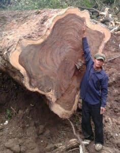 Man showing the grain from a suar wood tree cut. 