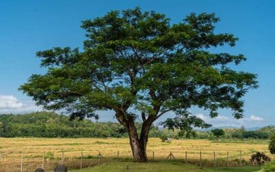 Was ist Suar Holz / Suar Wood?